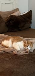 Lost Female Cat last seen Quilichi Rd & Dayton Valley Rd, Dayton, NV 89403