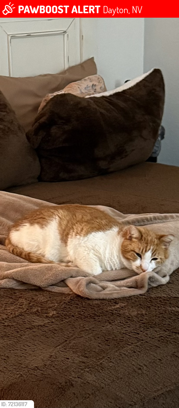 Lost Female Cat last seen Quilichi Rd & Dayton Valley Rd, Dayton, NV 89403