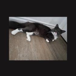 Lost Male Cat last seen Hemlock, Port Hueneme, CA 93041