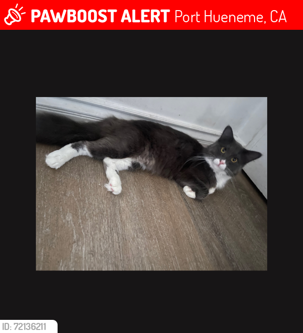 Lost Male Cat last seen Hemlock, Port Hueneme, CA 93041