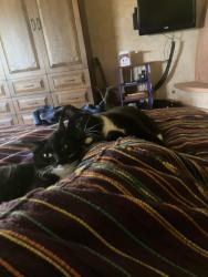 Lost Unknown Cat last seen Motel 6 woodland, Flagstaff, AZ 86001