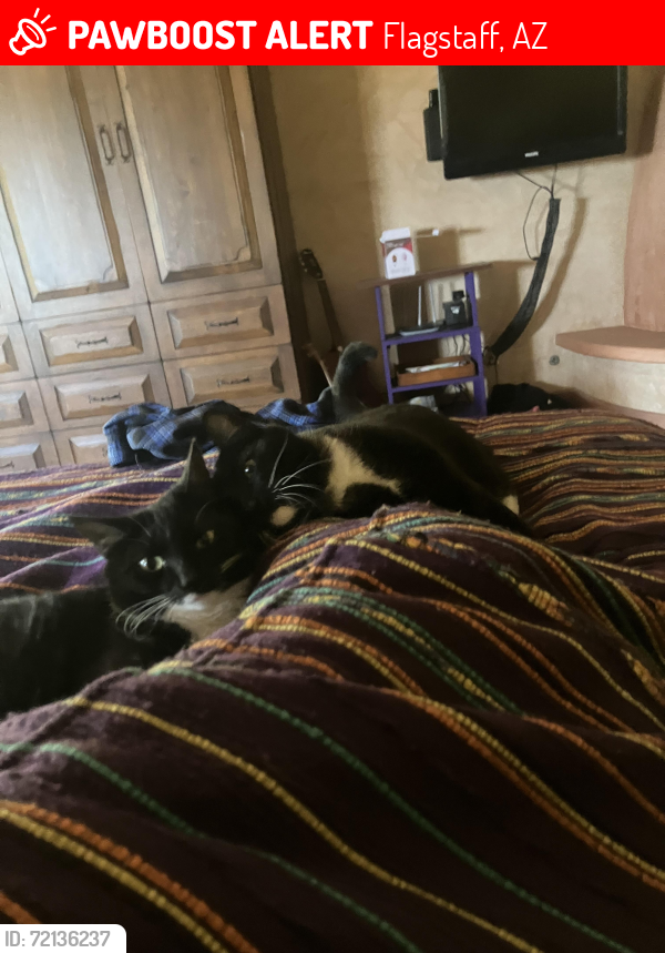 Lost Unknown Cat last seen Motel 6 woodland, Flagstaff, AZ 86001