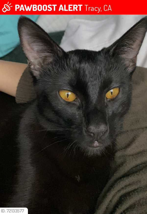 Lost Male Cat last seen Near E Whittier Ave , Tracy, CA 95376