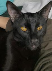 Lost Male Cat last seen Near E Whittier Ave , Tracy, CA 95376