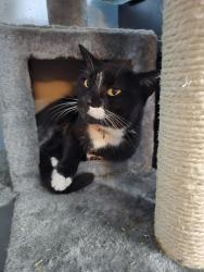 Lost Female Cat last seen Crosstown, Faith, Port St. Lucie, FL 34983