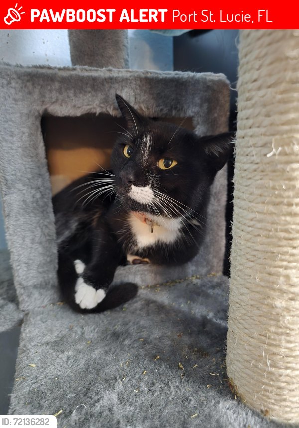 Lost Female Cat last seen Crosstown, Faith, Port St. Lucie, FL 34983
