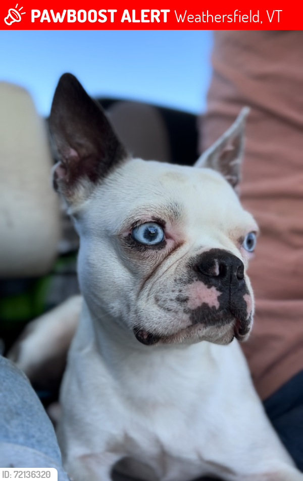 Deceased Female Dog in Weathersfield, VT 05151 (ID: 72136320) | PawBoost