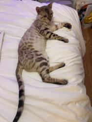 Reunited Male Cat last seen Near N Thornton Ave, Orlando, FL 32803, USA, Orlando, FL 32803