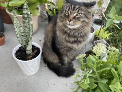 Lost Male Cat last seen Sullivant and Larcomb Ave., Columbus, OH 43223