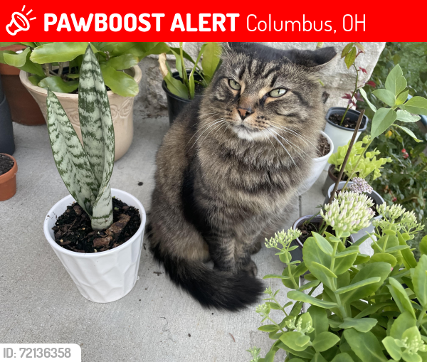 Lost Male Cat last seen Sullivant and Larcomb Ave., Columbus, OH 43223