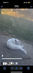 Reunited Unknown Cat last seen Wesley Dr and Lillard Rd in my backyard , Arlington, TX 76012