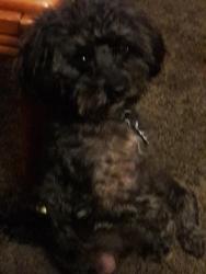 Lost Male Dog last seen Cairo an airport rd, Gallatin, TN 37066
