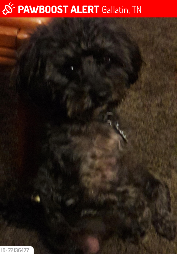 Lost Male Dog last seen Cairo an airport rd, Gallatin, TN 37066