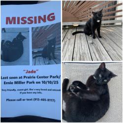 Lost Female Cat last seen Rolling Ridge Trail, Olathe, KS 66061