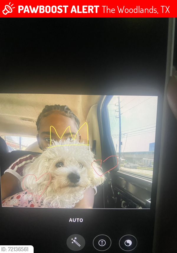 Lost Female Dog last seen on the feeder, not far from the Methodist hosp, The Woodlands, TX 77385