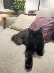 Lost Female Cat last seen Jeanne-d'Arc & Dandurand, Montréal, QC H1X 2G3