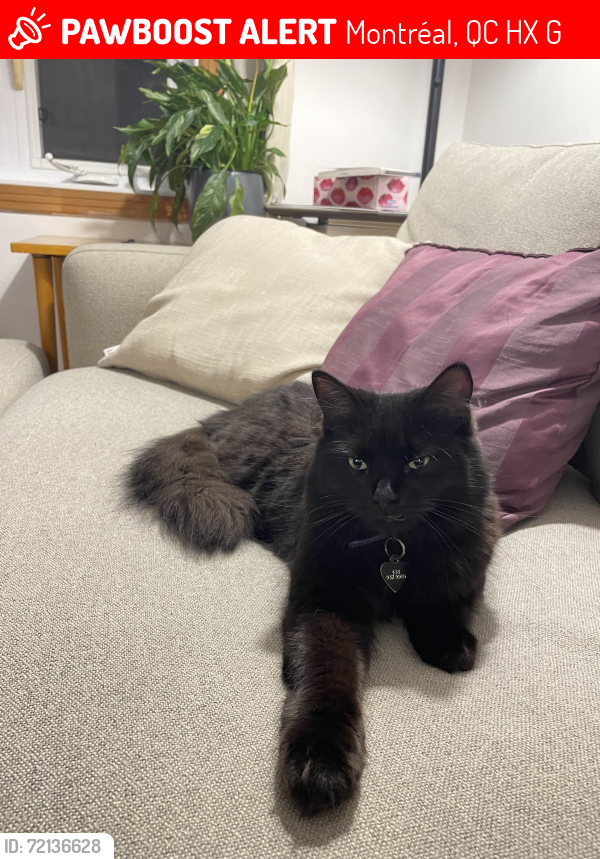 Lost Female Cat last seen Jeanne-d'Arc & Dandurand, Montréal, QC H1X 2G3