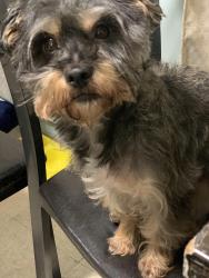 Lost Female Dog last seen Near belmont st carbondale, Carbondale, PA 18407