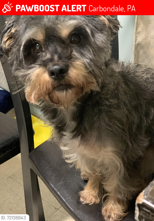 Lost Female Dog last seen Near belmont st carbondale, Carbondale, PA 18407