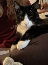 Lost Male Cat last seen Seely and Knoll, Aromas, CA 95004