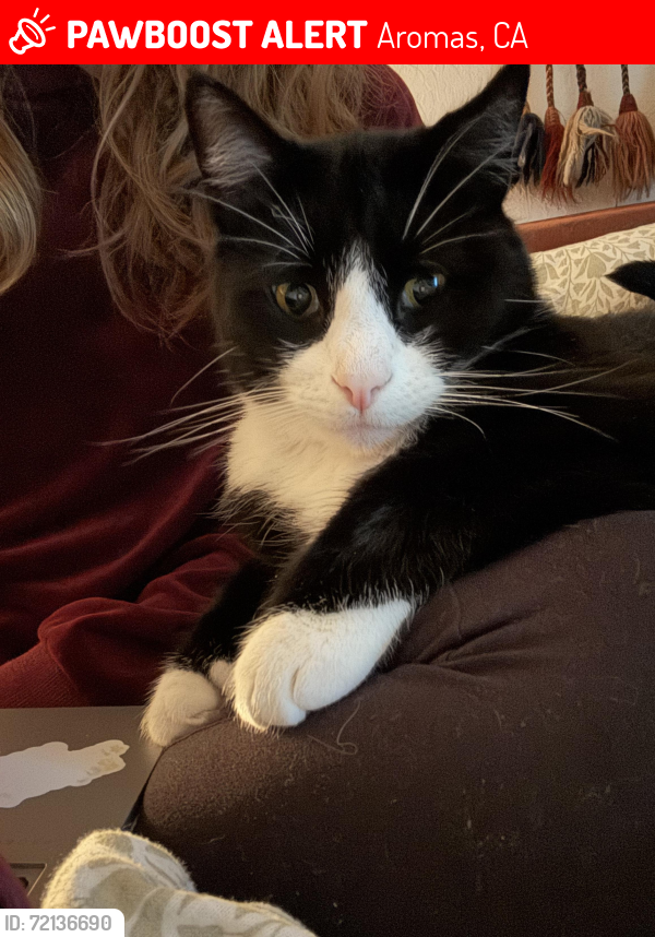 Lost Male Cat last seen Seely and Knoll, Aromas, CA 95004