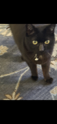 Lost Female Cat last seen Walker/Sprague, Cypress, CA 90630