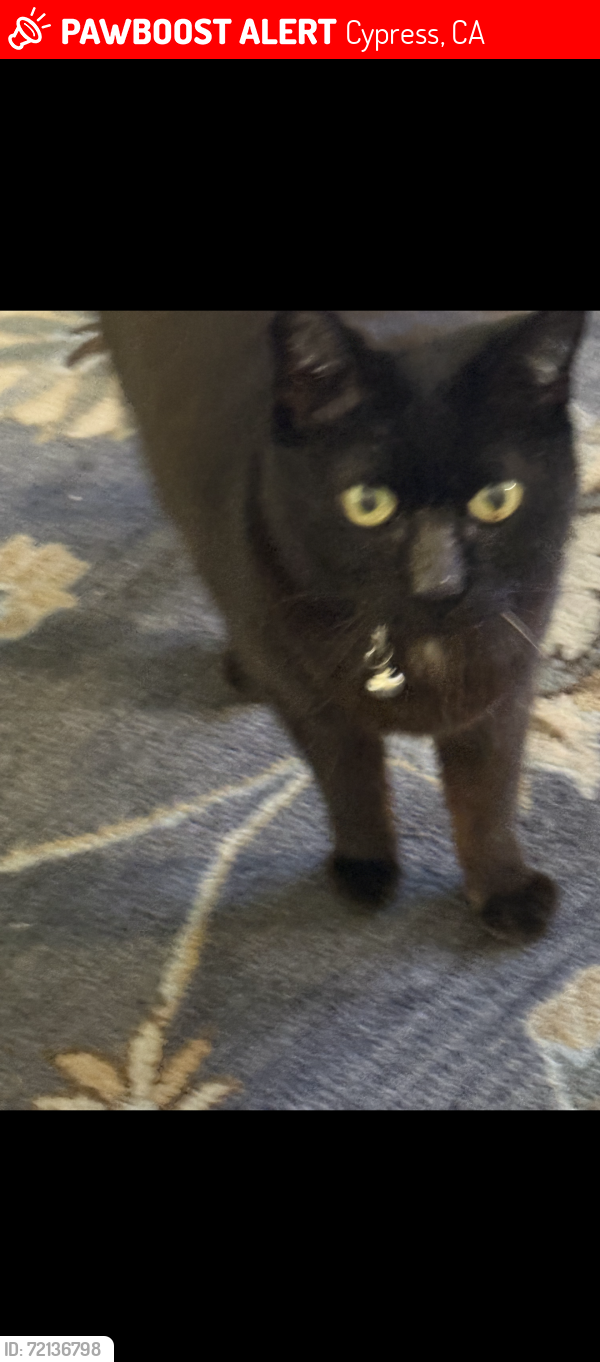 Lost Female Cat last seen Walker/Sprague, Cypress, CA 90630