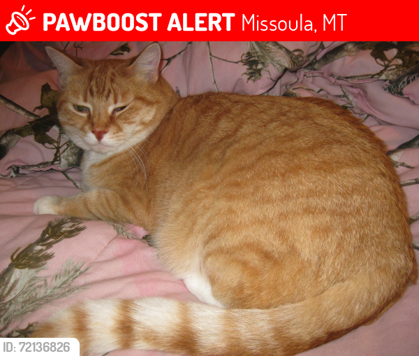 Lost Male Cat last seen Sommers, Ave. Highway 200, Montana Ave, East Missoula, 13 Canyon View Dr. East Missoula., Missoula, MT 59802