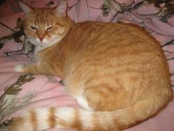 Lost Male Cat last seen Sommers, Ave. Highway 200, Montana Ave, East Missoula, 13 Canyon View Dr. East Missoula., Missoula, MT 59802