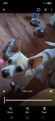 Lost Male Dog last seen Batavia  and 9th street  corona  ca, Corona, CA 92882