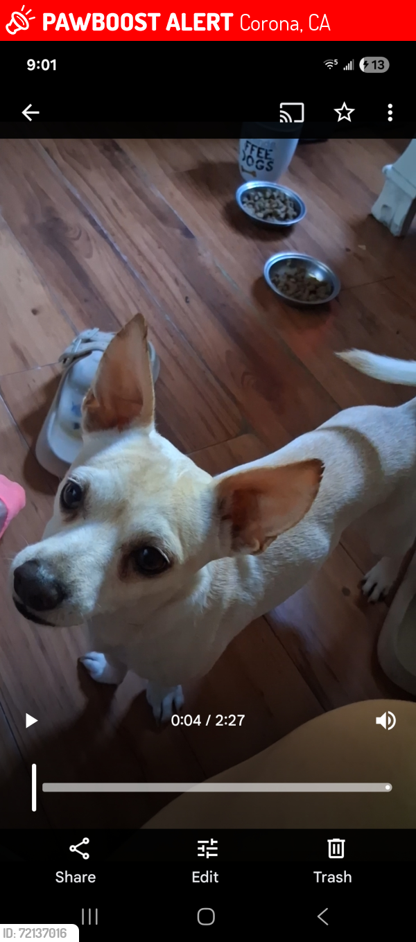 Lost Male Dog last seen Batavia  and 9th street  corona  ca, Corona, CA 92882
