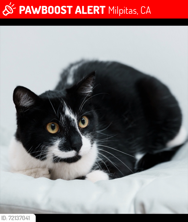 Lost Female Cat last seen Lynn Ave, Milpitas , Milpitas, CA 95035