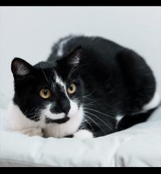 Lost Female Cat last seen Lynn Ave, Milpitas , Milpitas, CA 95035