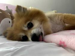 Lost Female Dog last seen Sey and Angel Parkway, Allen, TX 75002
