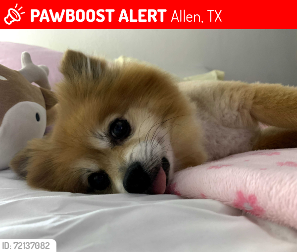 Lost Female Dog last seen Sey and Angel Parkway, Allen, TX 75002