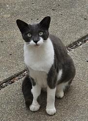 Lost Unknown Cat last seen Bishop Pine Lane and Kelvin Road , El Sobrante, CA 94803