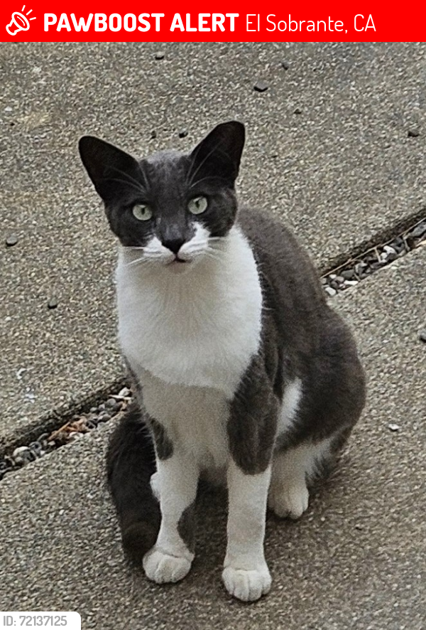 Lost Unknown Cat last seen Bishop Pine Lane and Kelvin Road , El Sobrante, CA 94803