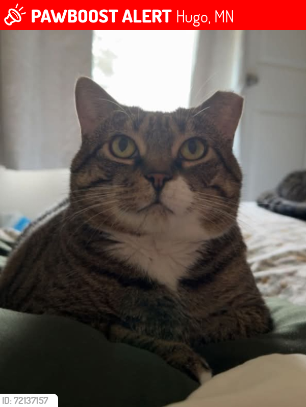 Lost Female Cat last seen Near Forest Boulevard N 55038, Hugo, MN 55038