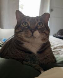 Lost Female Cat last seen Near Forest Boulevard N 55038, Hugo, MN 55038