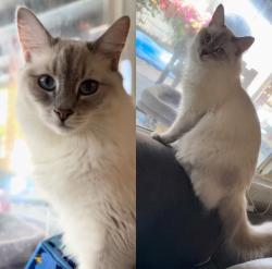 Lost Female Cat last seen Tallus Ranch , Bakersfield, CA 93314