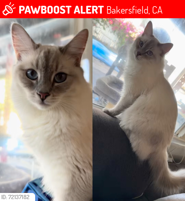 Lost Female Cat last seen Tallus Ranch , Bakersfield, CA 93314
