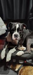 Lost Male Dog last seen Milligan ridge area, Manila, AR 72442