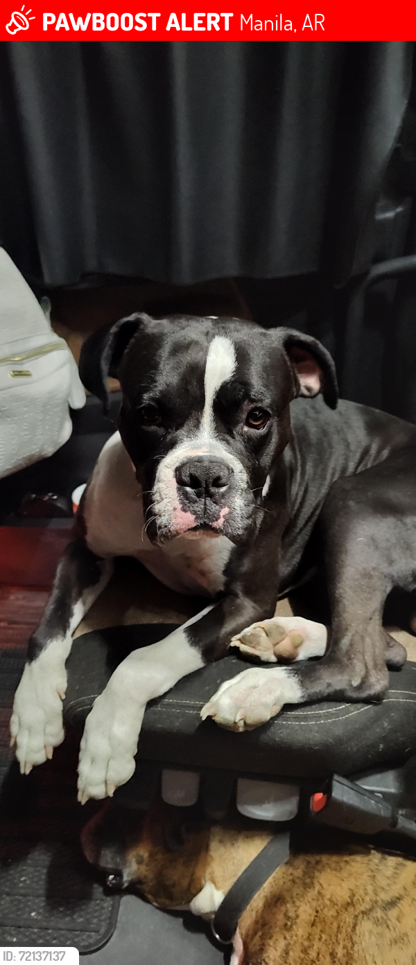 Lost Male Dog last seen Milligan ridge area, Manila, AR 72442