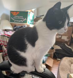 Lost Female Cat last seen Springhill Drive , Pensacola, FL 32503