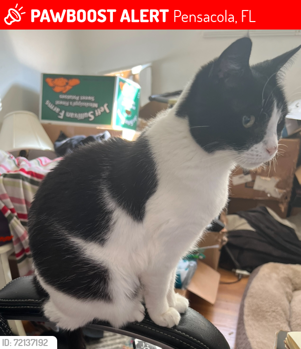 Lost Female Cat last seen Springhill Drive , Pensacola, FL 32503