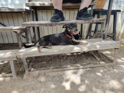 Lost Female Dog last seen Sun valley , El Paso, TX 79924