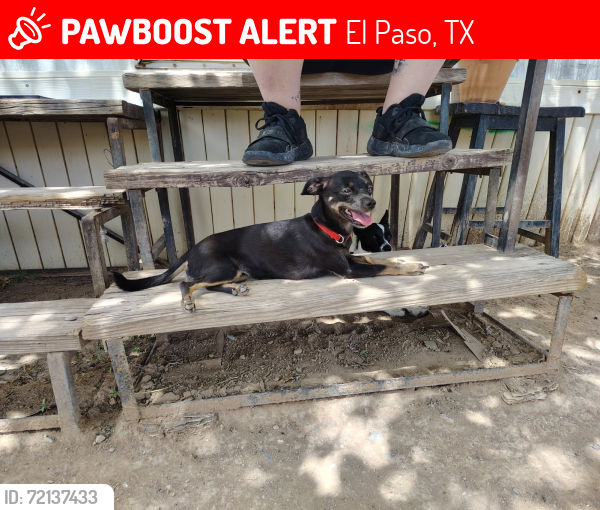 Lost Female Dog last seen Sun valley , El Paso, TX 79924