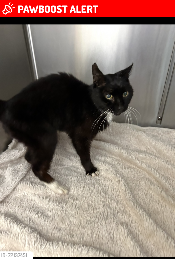 Lost Male Cat last seen Defoe drive st3 5rs, Stoke-on-Trent, England ST3 5HN