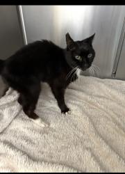 Lost Male Cat last seen Defoe drive st3 5rs, Stoke-on-Trent, England ST3 5HN