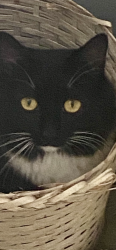 Lost Female Cat last seen Rainhill Church Rd/Mt. Olive Ch Rd, Burke County, NC 28655